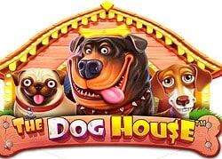 Dog House 8888 Casino Game  8888 Casino Online
